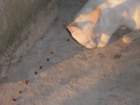 p7290124_small.jpg